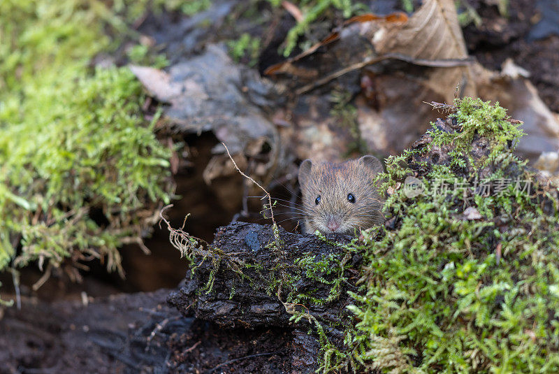 可爱的银行田鼠（Myodes glareolus）